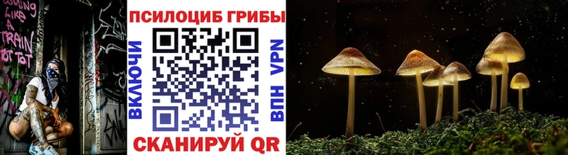 Галлюциногенные грибы Psilocybe  закладки  Удомля 